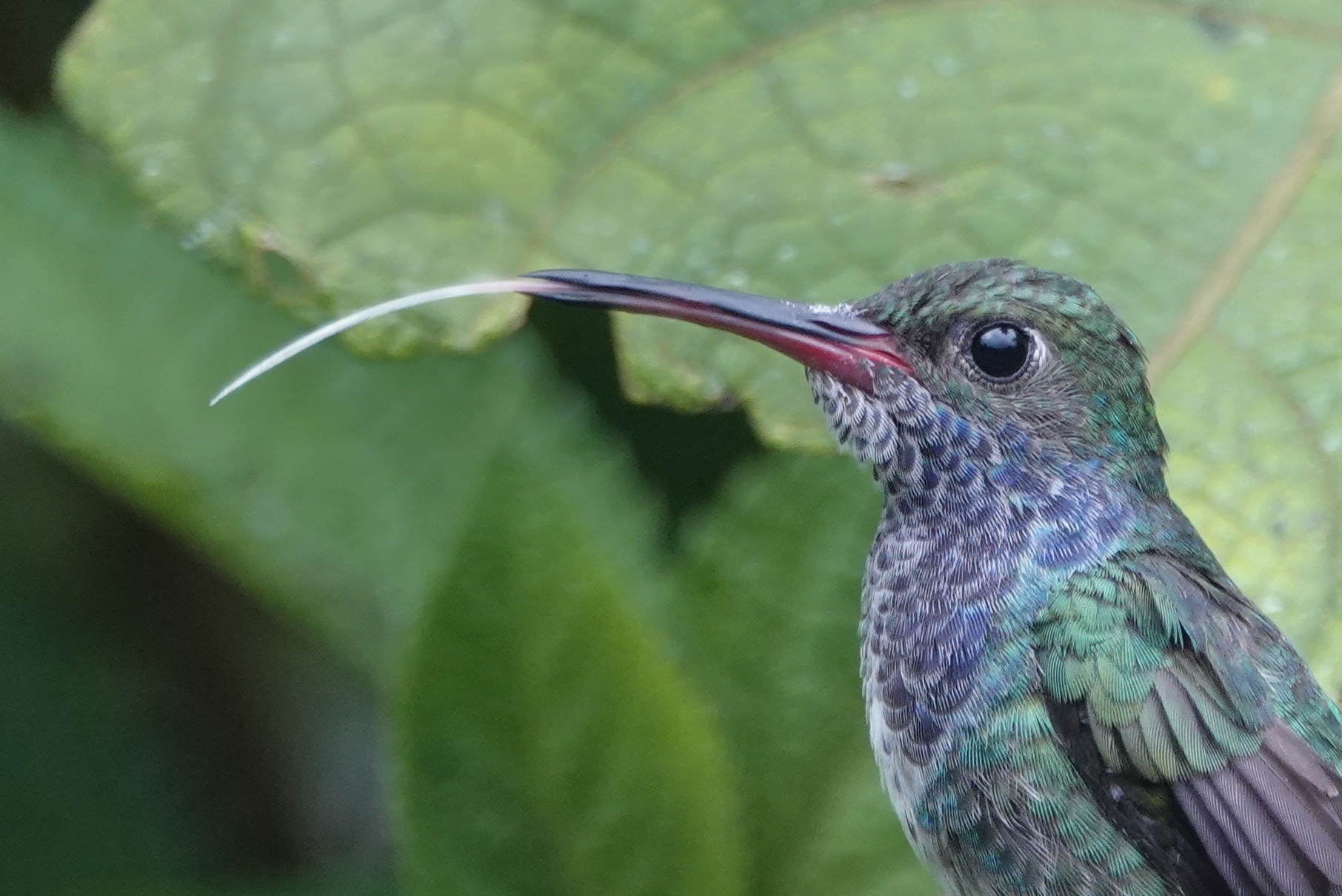 Colibri vert